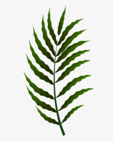 Fern Clipart , Png Download - Portable Network Graphics, Transparent Png, Free Download