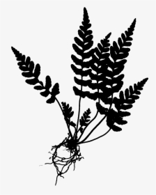 Images For Lady Drawing - Lady Fern Black And White, HD Png Download, Free Download