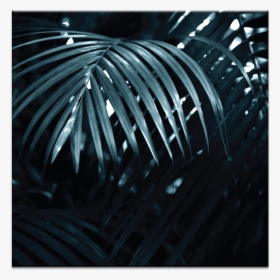 Silver Fern - H3rosmoke, HD Png Download, Free Download