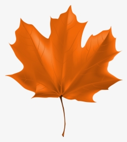 Beautiful Autumn Leaf Png - High Resolution Maple Leaf Real, Transparent Png, Free Download