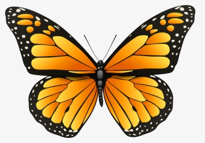 Orange Butterfly Png Clip Art - Butterfly Black And White Png, Transparent Png, Free Download