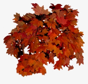 Real Fall Leaves Png - Transparent Background Leaf Autumn Png, Png Download, Free Download