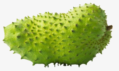 Soursop Fruits Png, Transparent Png, Free Download