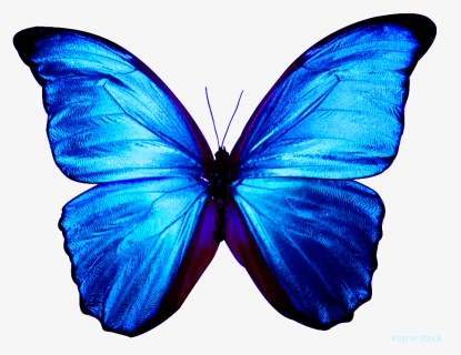 Blue Butterfly Clipart , Png Download - Transparent Background Blue Butterfly Png, Png Download, Free Download