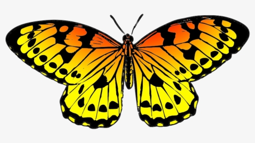 Black And Orange Drawing Of Butterfly - Yellow And Blue Butterflies, HD Png Download, Free Download