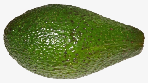 File - Avocado - Avocado Png, Transparent Png, Free Download