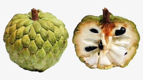 Exotic Fruits Types You - Sugar Apple, HD Png Download, Free Download