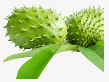 Soursop Tea, HD Png Download, Free Download