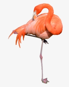Lili Project Pinterest Sculpture - Flamingo Transparent, HD Png Download, Free Download