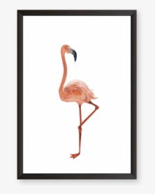 Greater Flamingo, HD Png Download, Free Download