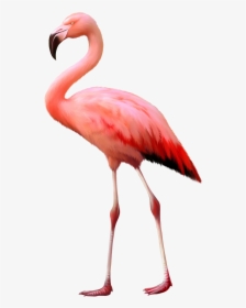 Transparent Flamingo Png - Flamingo Ostrich, Png Download, Free Download