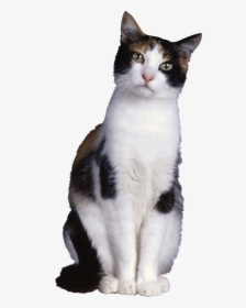 50422 - Transparent Transparent Background Cat Png, Png Download, Free Download