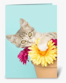Silly Kitten In Flower Pot Greeting Card - Tabby Cat, HD Png Download, Free Download