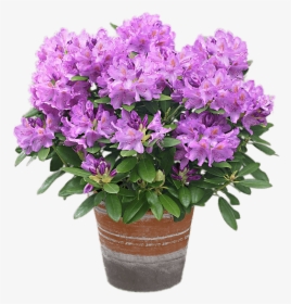 Mauve Rhododendron In A Pot - Rhododendron Catawbiense Grandiflorum, HD Png Download, Free Download