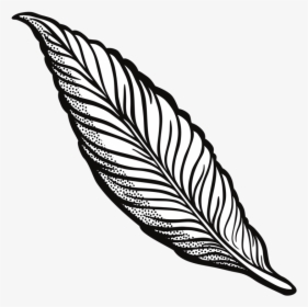Feather Drawing Line Art Quill Cartoon - Clipart Feather, HD Png Download, Free Download