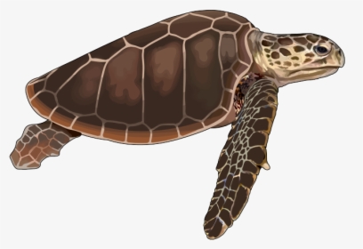 Imagenes De Tortuga Png, Transparent Png, Free Download