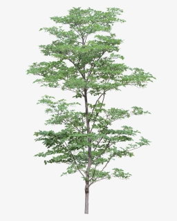 Png Tree - Trees Png, Transparent Png, Free Download