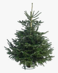 Fir Tree Png Image Download - Noble Fir Christmas Tree, Transparent Png, Free Download