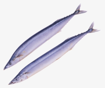 Pacific Saury Png, Transparent Png, Free Download