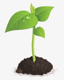 Transparent Bean Plant Png - Green Sprout Transparent Background, Png Download, Free Download