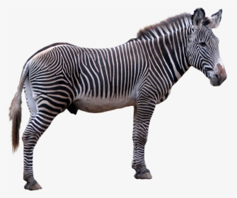 Cut Out Stock Png 81 Zebra Profile By Momotte2stocks-d7kgci3 - Zebra Transparent Background, Png Download, Free Download