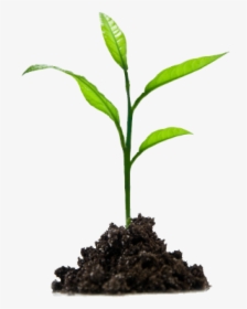 Planting Animal Kid - Growing Plant Png, Transparent Png, Free Download
