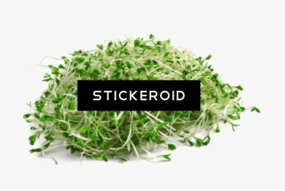 Transparent Sprout Png - Alfalfa Sprout In Nz, Png Download, Free Download