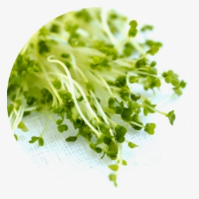 Story Of Fresh Sprouts Organic Broccoli Sprouts - Iceburg Lettuce, HD Png Download, Free Download