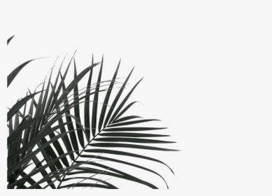 Palm Branches, HD Png Download, Free Download