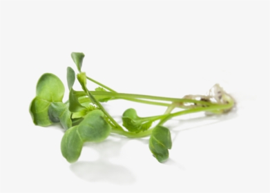 Radish Sprouts - Radish Sprout Png, Transparent Png, Free Download