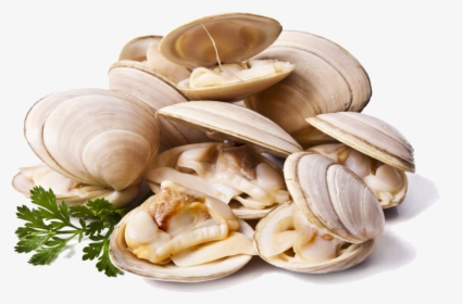 Clam Png Images Transparent Free Download - Clams Png, Png Download, Free Download