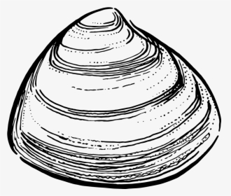 Storm Clam - Clam Png, Transparent Png, Free Download