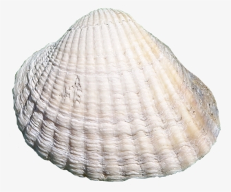Sea, Shell, Masked - Clipart Bivalve Shell, HD Png Download, Free Download