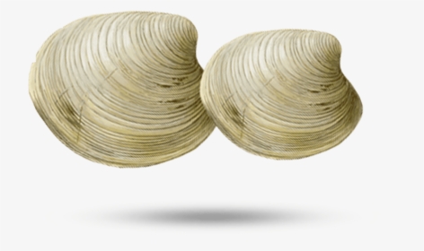 Clam - Wire, HD Png Download, Free Download