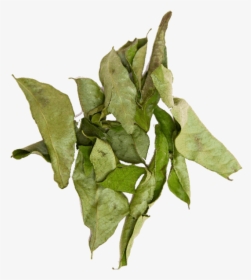 Curry Leaves Dried, HD Png Download, Free Download