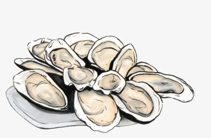Clam - Oyster Png, Transparent Png, Free Download