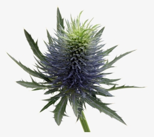 Flower, HD Png Download, Free Download
