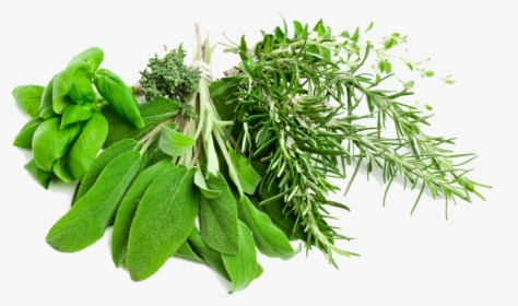 Plant,tree,curry Tree,grass,fines Herbes - Herbs Png, Transparent Png, Free Download