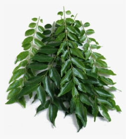 Vegetables Curry Leaves, HD Png Download, Free Download