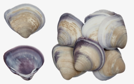 Baby Purple Clam - Shell, HD Png Download, Free Download