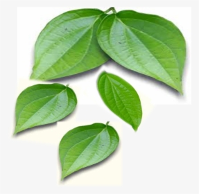 Betel Plant Leaf Png, Transparent Png, Free Download