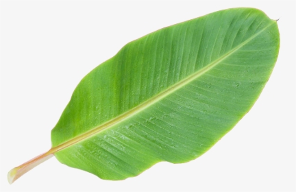 Musa Basjoo Banana Leaf - Banana Tree Leaf Clipart, HD Png Download, Free Download