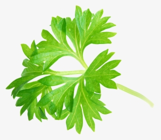 Parsley Png, Transparent Png, Free Download