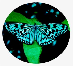 Butter - Tree Nymph Butterfly, HD Png Download, Free Download