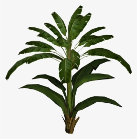 Banana Leaf Palm - Transparent Banana Leaf Plant Png, Png Download, Free Download