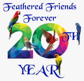 About Us Feathered Friends - Parakeet, HD Png Download, Free Download