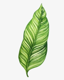 Transparent Banana Leaf Png - Transparent Background Banana Leaf Png, Png Download, Free Download
