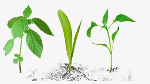 Home - Small Plant, HD Png Download, Free Download