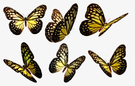 Transparent Flying Butterfly Clipart - Flying Transparent Background Butterfly Png, Png Download, Free Download