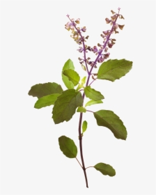 Tree Image - Transparent Tulsi Plant Png, Png Download, Free Download